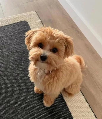 Daruji fenku Maltipoo