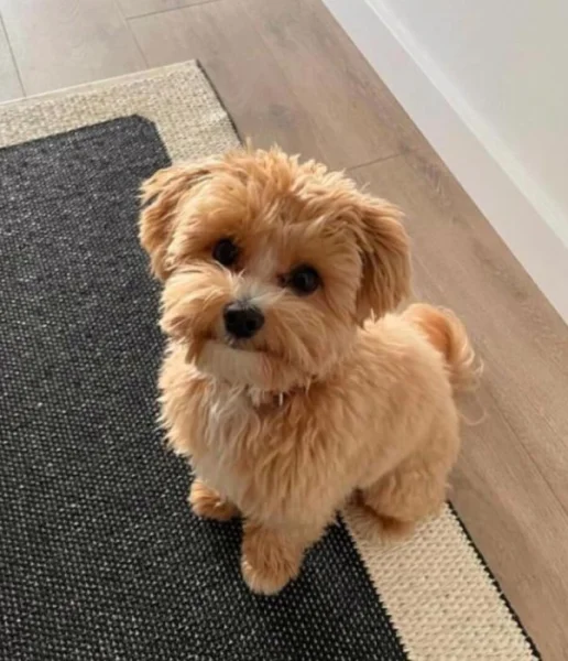 Daruji fenku Maltipoo