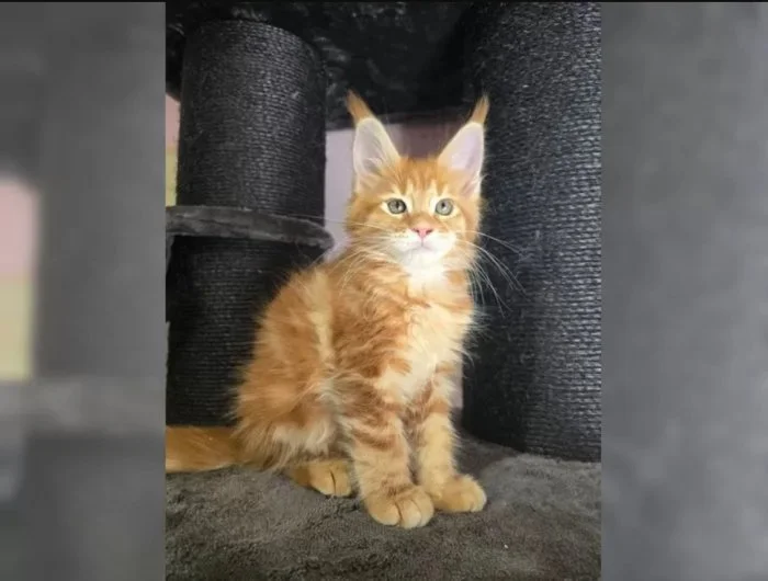 Mainská mývalí koťátka hledají milující domov 🐾