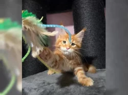 Mainská mývalí koťátka hledají milující domov 🐾