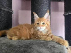 Mainská mývalí koťátka hledají milující domov 🐾
