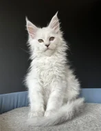 Koupit koťata Mainské mývalí