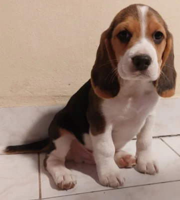 Bígl (též beagle) štěňata s PP