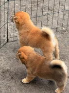 Prodám shiba inu s PP