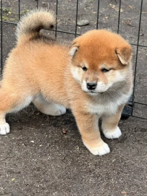 Prodám shiba inu s PP