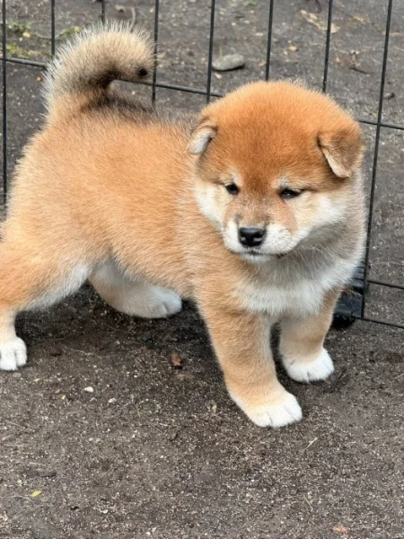 Prodám shiba inu s PP