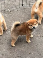 Prodám shiba inu s PP