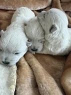 🐾 Štěňátka west highland white teriéra (westík) – REZERVACE 🐾