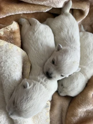 🐾 Štěňátka west highland white teriéra (westík) – REZERVACE 🐾