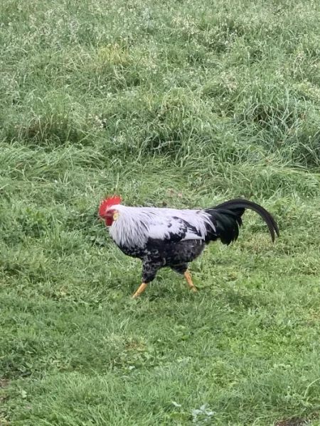 Kohouti Vlaška Stříbrnokrká