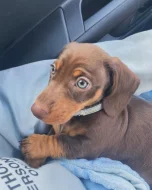 Miniaturní hladkosrstý jezevčík – štěňata