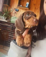 Miniaturní hladkosrstý jezevčík – štěňata