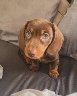 Miniaturní hladkosrstý jezevčík – štěňata