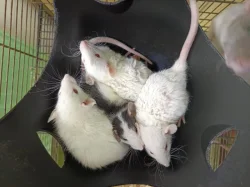 Potkan Dumbo