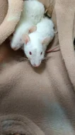 Potkan Dumbo