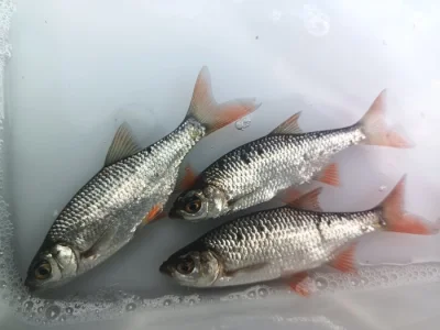 🐟Nástražní rybičky 🐟