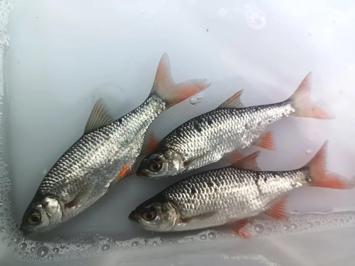 🐟Nástražní rybičky 🐟