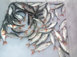 🐟Nástražní rybičky 🐟