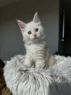 Koťata plemene Maine Coon k odběru