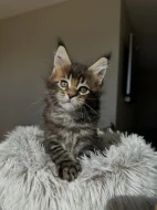 Koťata plemene Maine Coon k odběru