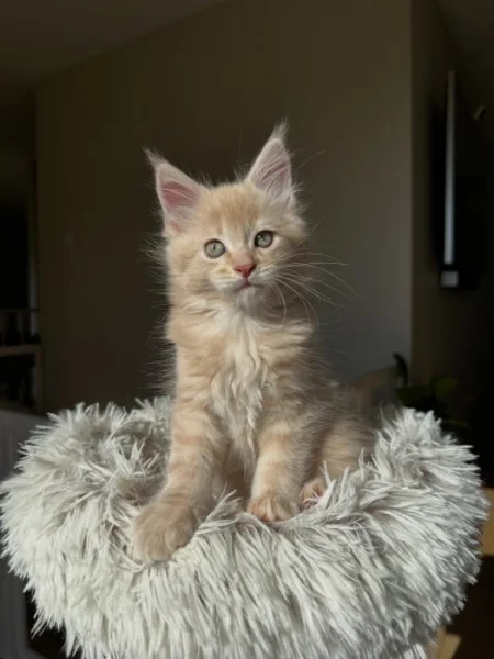 Koťata plemene Maine Coon k odběru