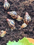 Lissachatina iredalei Zanzibar