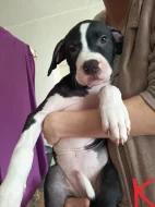 Prodám štěňata Pitbull bez pp
