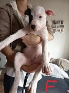 Prodám štěňata Pitbull bez pp