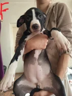 Prodám štěňata Pitbull bez pp
