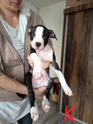 Prodám štěňata Pitbull bez pp
