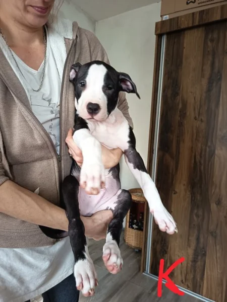 Prodám štěňata Pitbull bez pp