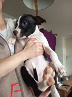 Prodám štěňata Pitbull bez pp