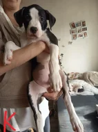 Prodám štěňata Pitbull bez pp