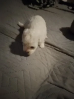 Boloňský psík