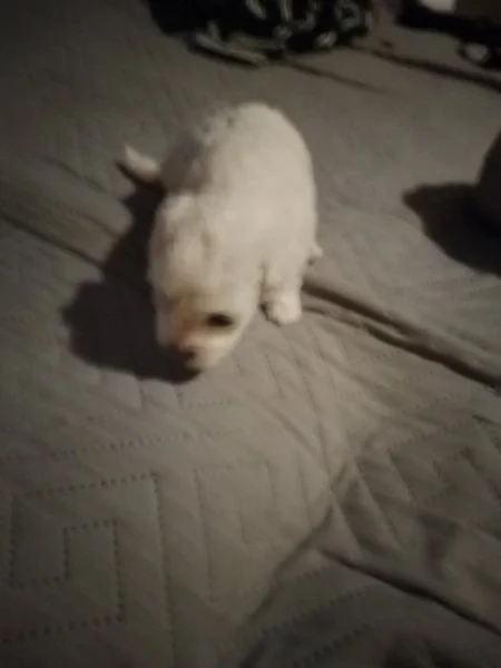 Boloňský psík