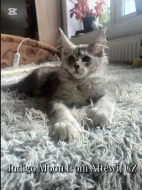 Mainská myvalí koťata s PP