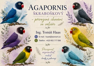 Agapornis škraboškový