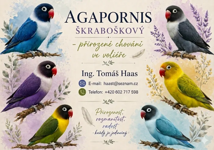 Agapornis škraboškový