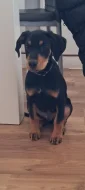 4měsíční štěňátko dobrmana je hravé mazlivé a má rádo děti