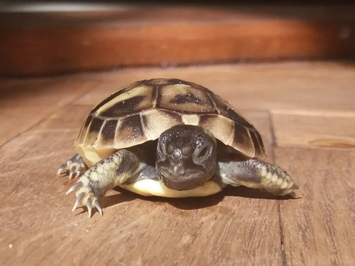 Želva zelenavá mláďata