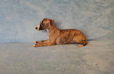 Whippet /Vipet/ - pejsci bez pp