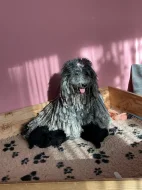 Štěňata PULI