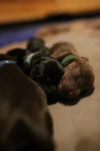 Štěňata Flat coated retrieverú