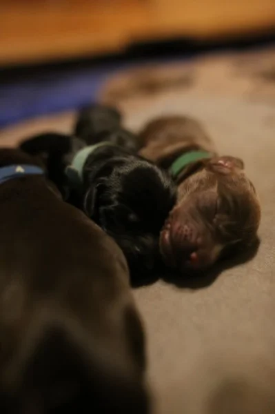 Štěňata Flat coated retrieverú