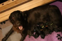 Štěňata Flat coated retrieverú
