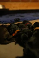 Štěňata Flat coated retrieverú