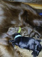 Štěňata Flat coated retrieverú
