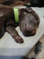 Štěňata Flat coated retrieverú