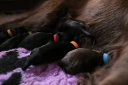 Štěňata Flat coated retrieverú