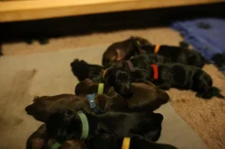 Štěňata Flat coated retrieverú